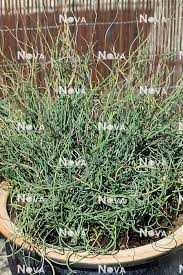 Attēlu rezultāti vaicājumam “Juncus filiformis”