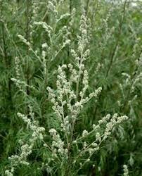 Image result for Artemisia vulgaris