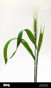 Attēlu rezultāti vaicājumam “Gramineae”