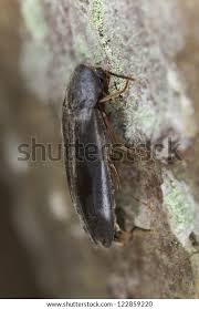 Attēlu rezultāti vaicājumam “Melandryidae”