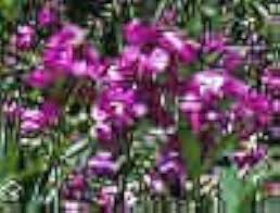 Attēlu rezultāti vaicājumam “Lathyrus latifolius flower”