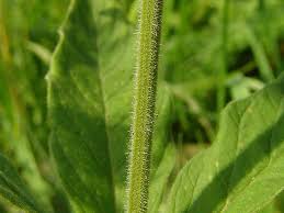 Attēlu rezultāti vaicājumam “Lysimachia punctata”