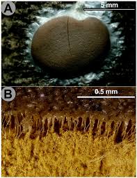 Attēlu rezultāti vaicājumam “Oligonema flavidum spores”