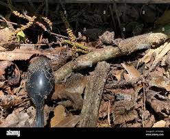 Attēlu rezultāti vaicājumam “Diachea leucopodia young”