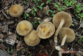 Image result for 붶