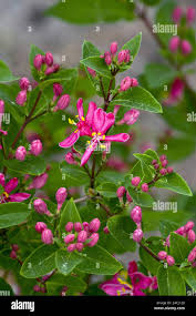 Attēlu rezultāti vaicājumam “Lonicera tatarica flower”
