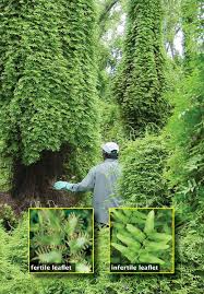 Attēlu rezultāti vaicājumam “Lycogala maculatum young”