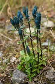 Attēlu rezultāti vaicājumam “Gentianaceae”