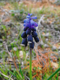 Attēlu rezultāti vaicājumam “Muscari neglectum”
