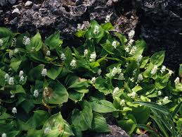 Attēlu rezultāti vaicājumam “Maianthemum bifolium”