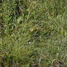 Attēlu rezultāti vaicājumam “Carex spicata”