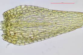 Attēlu rezultāti vaicājumam “Amblystegium serpens”