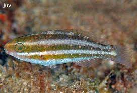 Image result for Scarus rubroviolaceus