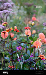 Image result for Heliopsis scabra