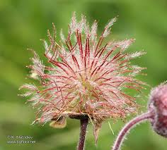 Attēlu rezultāti vaicājumam “Geum rivale fruit”