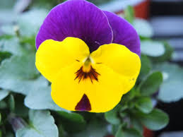 Image result for Hornveilchen