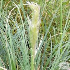 Attēlu rezultāti vaicājumam “Heyderia pusilla”