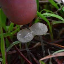 Attēlu rezultāti vaicājumam “Mycena belliarum”