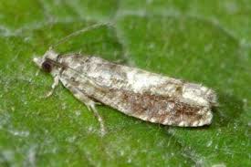 Attēlu rezultāti vaicājumam “Epinotia immundana”