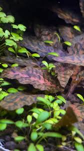 Attēlu rezultāti vaicājumam “Cryptocala chardinyi”