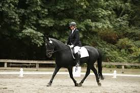 Image result for Lakes Riding Club