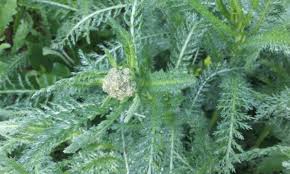 Attēlu rezultāti vaicājumam “Achillea millefolium bud”