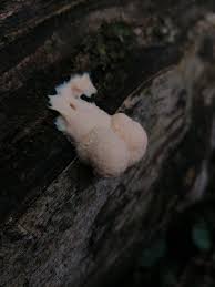 Attēlu rezultāti vaicājumam “Lycogala cf. fossiculatum young”