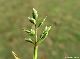 Attēlu rezultāti vaicājumam “Poa remota leaf”