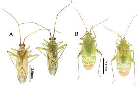 Attēlu rezultāti vaicājumam “Blepharidopterus angulatus”