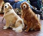 Bolpromer Pets