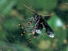 Attēlu rezultāti vaicājumam “Pompilidae”