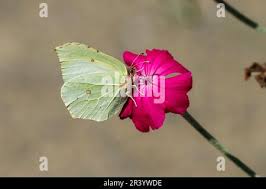 Attēlu rezultāti vaicājumam “Gonepteryx rhamni female”