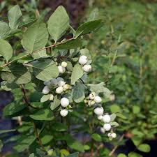 Attēlu rezultāti vaicājumam “Symphoricarpos x chenaultii”
