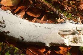 Attēlu rezultāti vaicājumam “Basidiodendron”