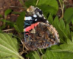 Attēlu rezultāti vaicājumam “Vanessa atalanta”