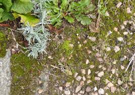 Attēlu rezultāti vaicājumam “Barbula convoluta sporophyte”