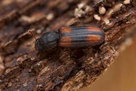 Attēlu rezultāti vaicājumam “Bitoma crenata imago”