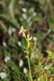 Attēlu rezultāti vaicājumam “Ophrys insectifera leaf”