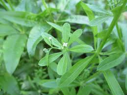 Attēlu rezultāti vaicājumam “Galium elongatum leaf”