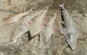 Image result for Rhynchobatus australiae