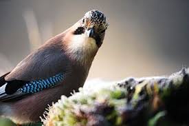 Attēlu rezultāti vaicājumam “Garrulus glandarius adult”