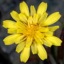 Image result for Agoseris major