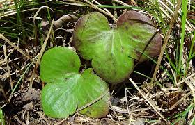 Attēlu rezultāti vaicājumam “Hepatica nobilis”