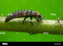 Attēlu rezultāti vaicājumam “Coccinella septempunctata larva”