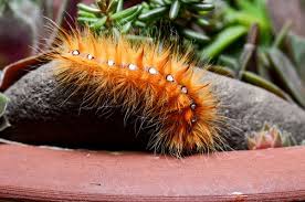 Attēlu rezultāti vaicājumam “Acronicta aceris”