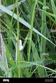 Attēlu rezultāti vaicājumam “Elachista argentella”