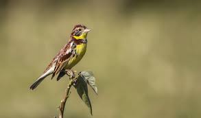 Image result for Emberiza aureola