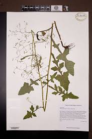 Attēlu rezultāti vaicājumam “Mycelis muralis”