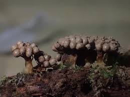 Attēlu rezultāti vaicājumam “Lindbladia tubulina macro”