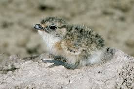 Image result for Glareola pratincola